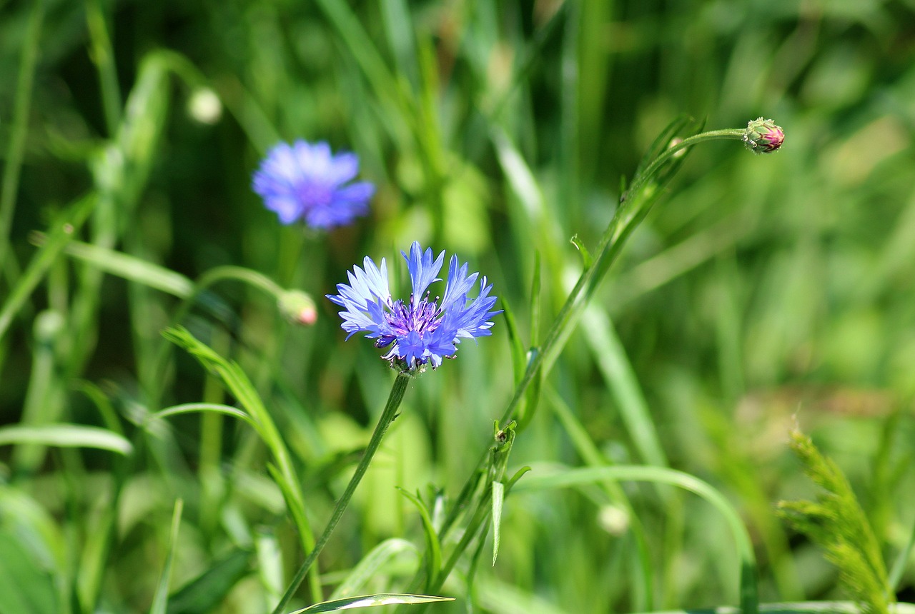 cornflower  wildflowers  vegetation free photo