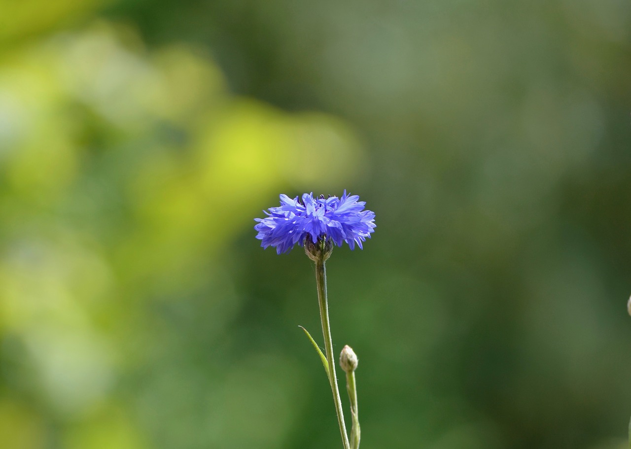 cornflower  pointed flower  blossom free photo