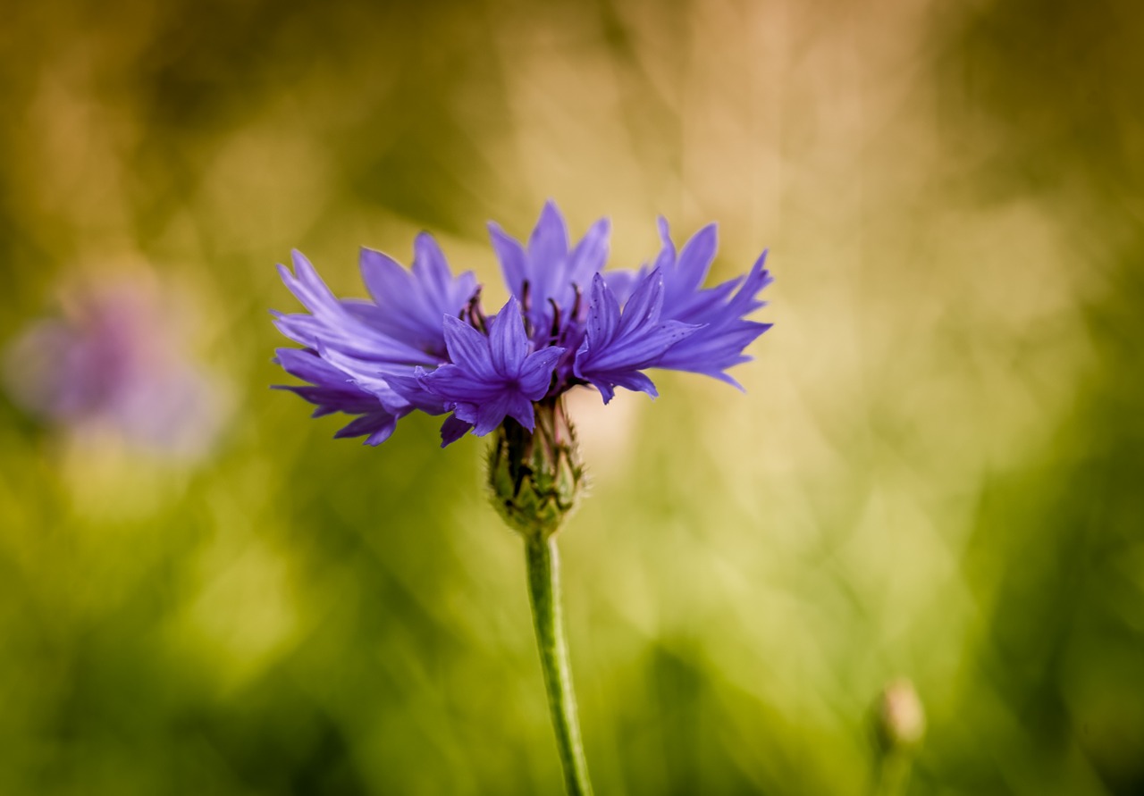 cornflower  bluebottle  flower free photo