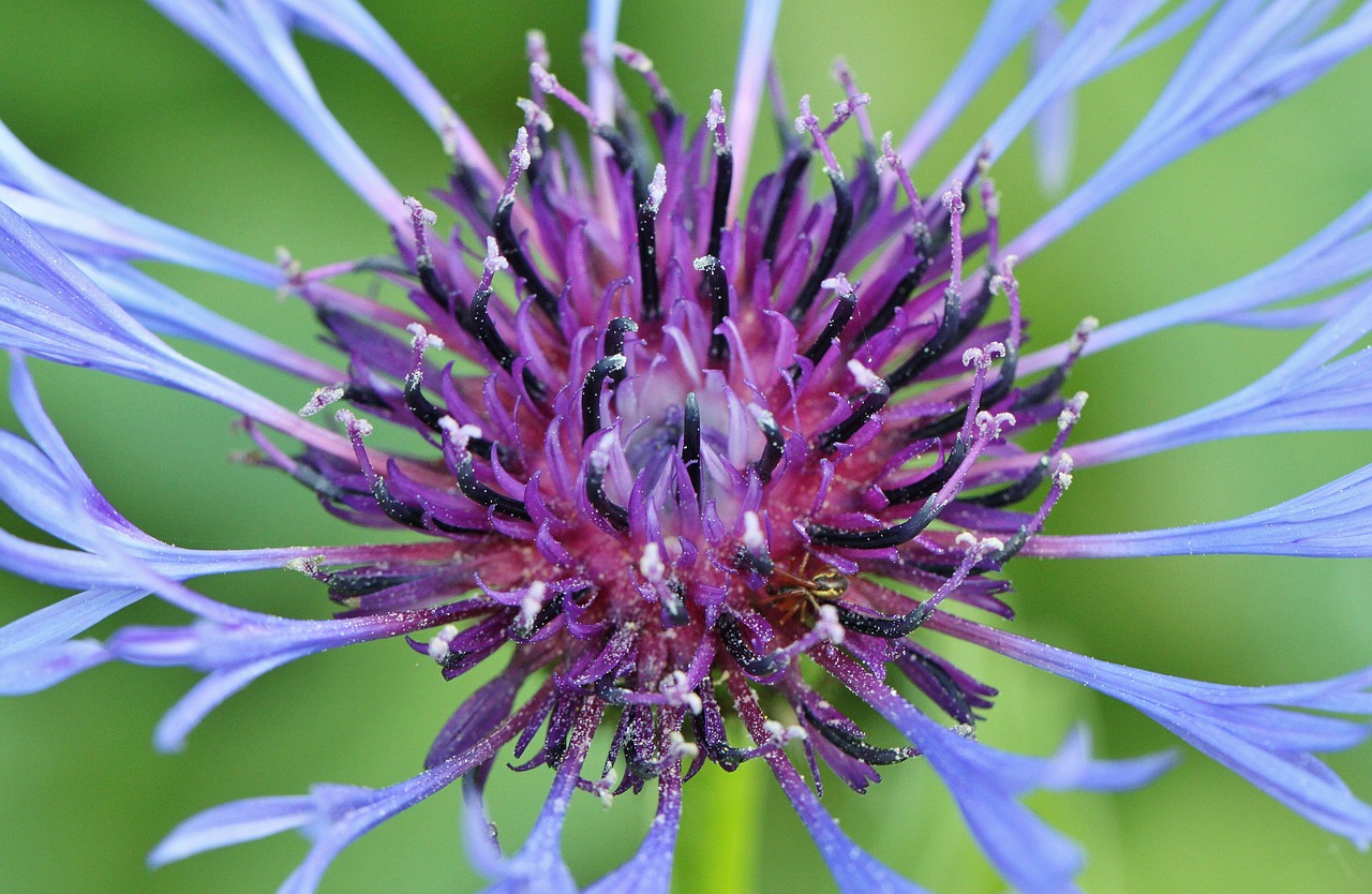 cornflower blossom bloom free photo