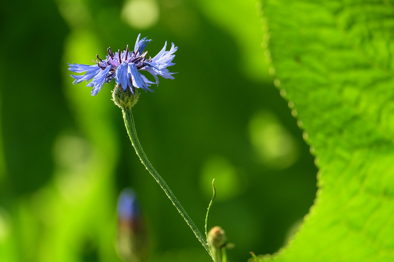 cornflower  garden  nature free photo