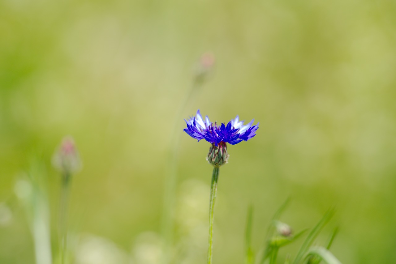 cornflower  flower  spring free photo