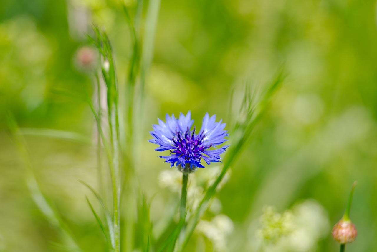 cornflower  flower  spring free photo