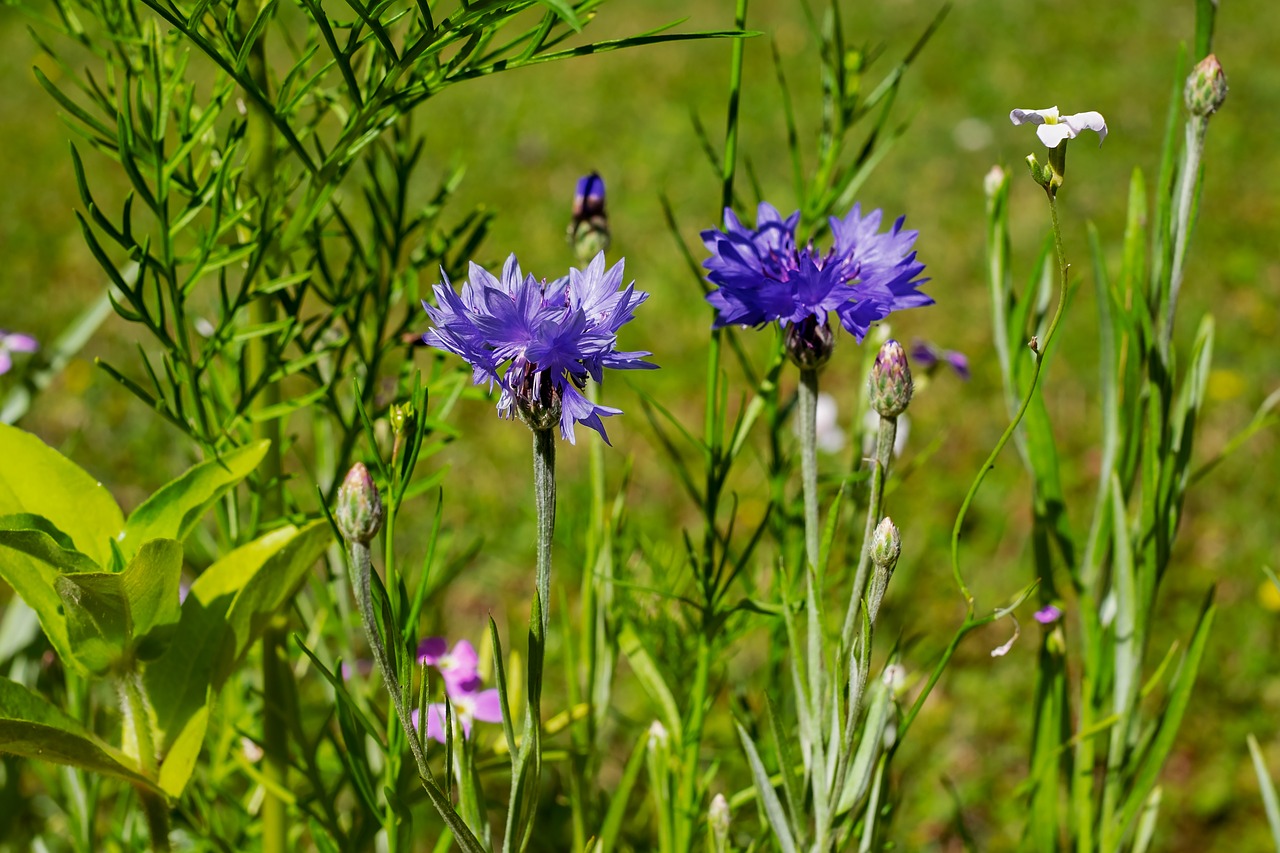 cornflower  pointed flower  meadow free photo