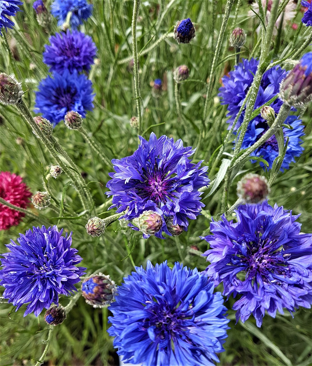 cornflower  blue  flower free photo