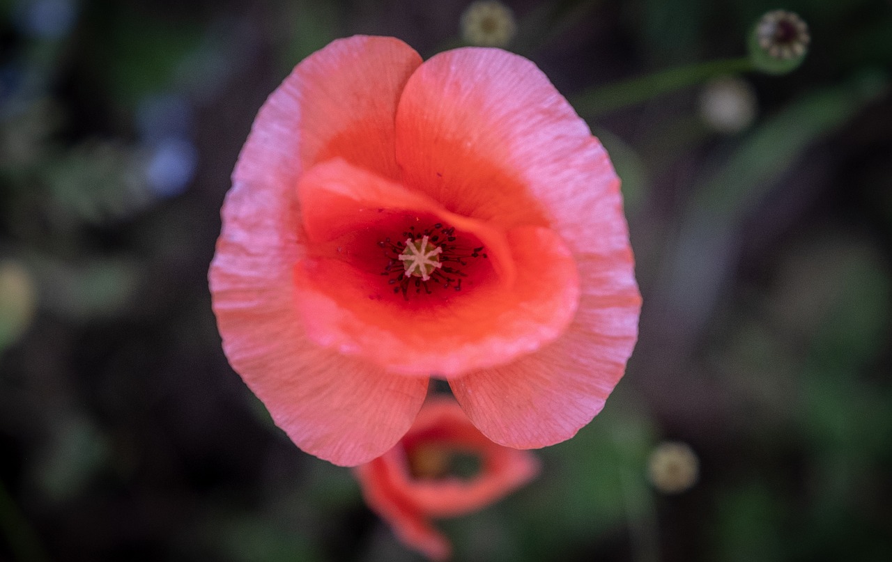 cornflower  poppy  red flower free photo