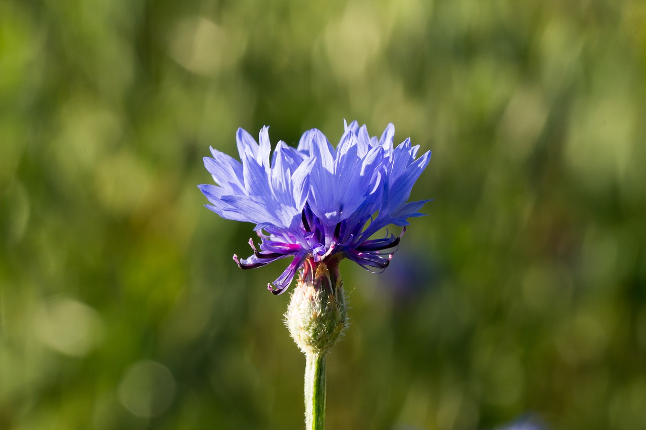 cornflower  nature  flower free photo