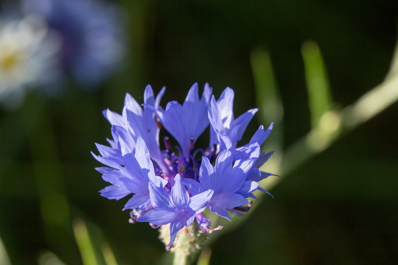 cornflower  blossom  bloom free photo