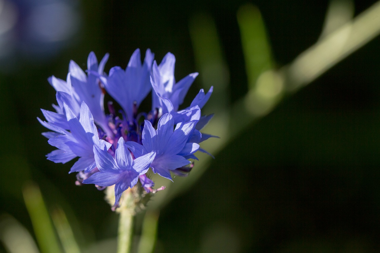 cornflower  blossom  bloom free photo