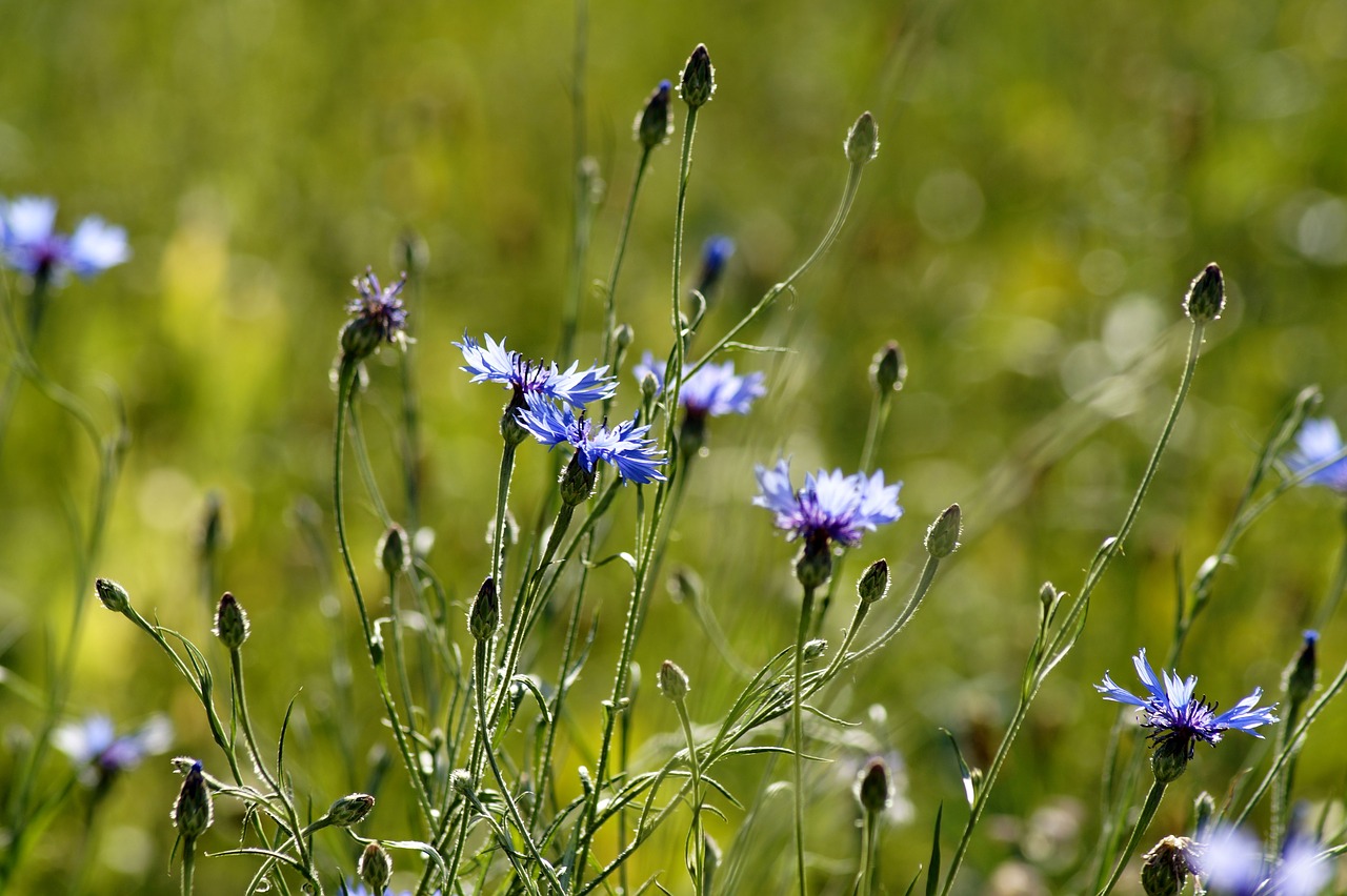 cornflower  flower  nature free photo