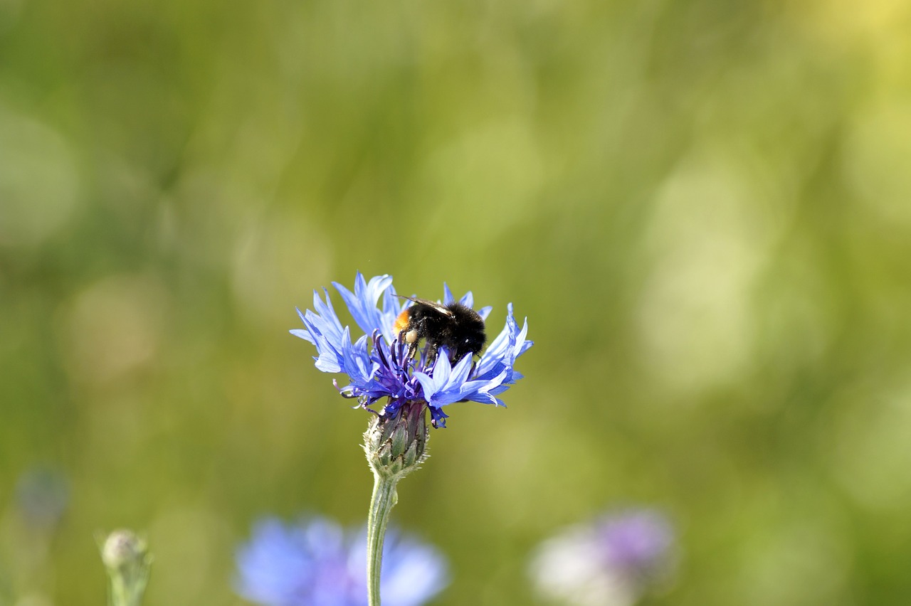 cornflower  hummel  flower free photo