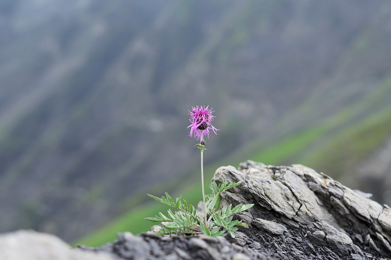 cornflower  alpine  mountains free photo