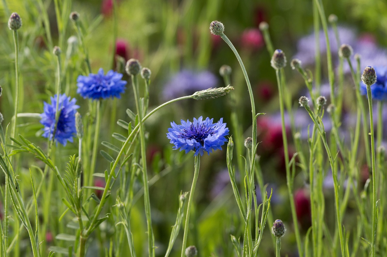 cornflower  wild flower  meadow free photo