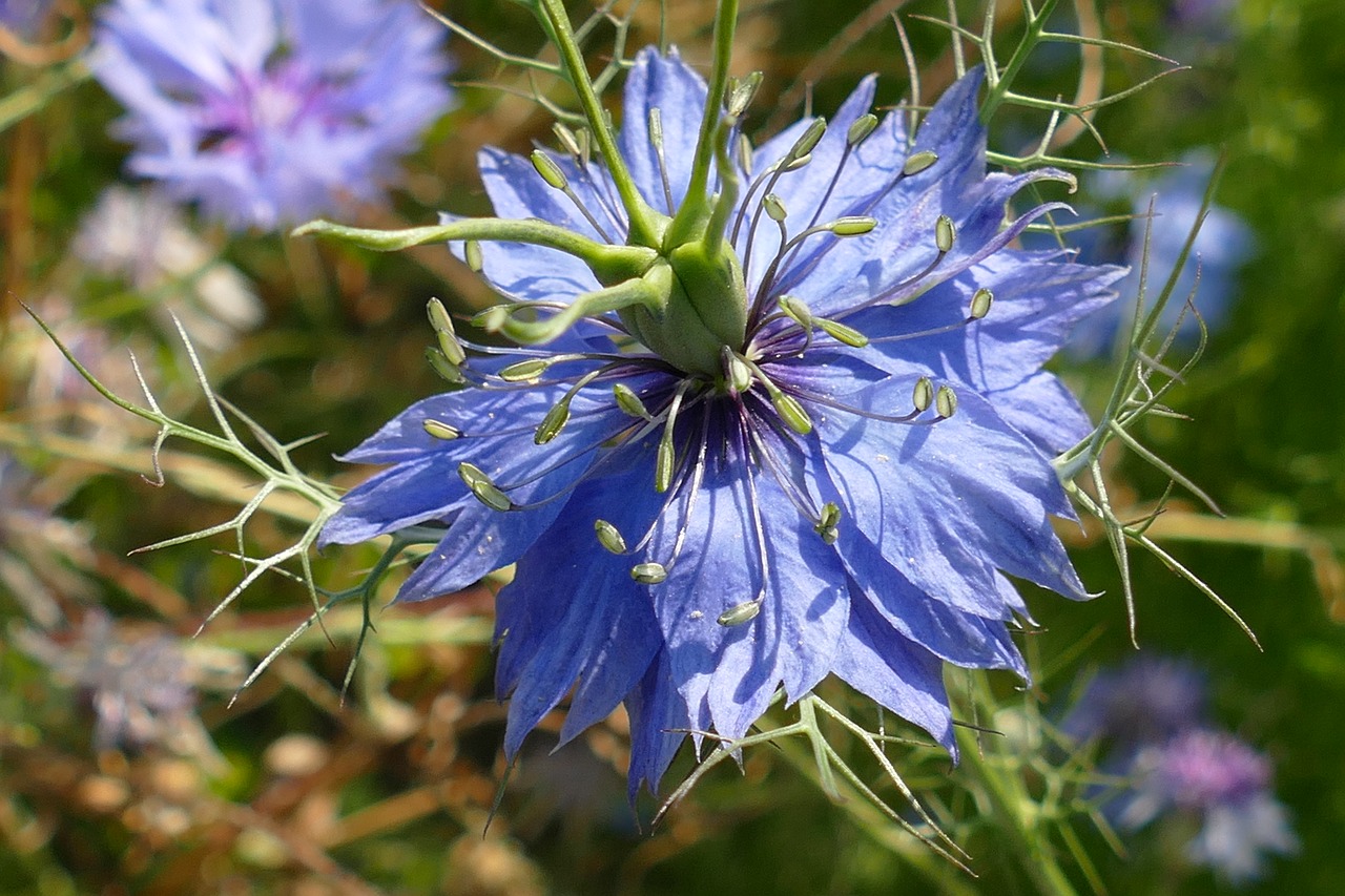 cornflower  flower  plant free photo