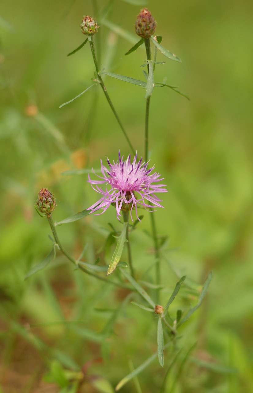 cornflower  meadow  pink free photo