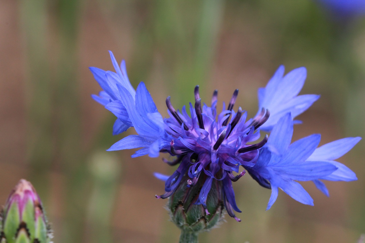 cornflower  garden  macro free photo