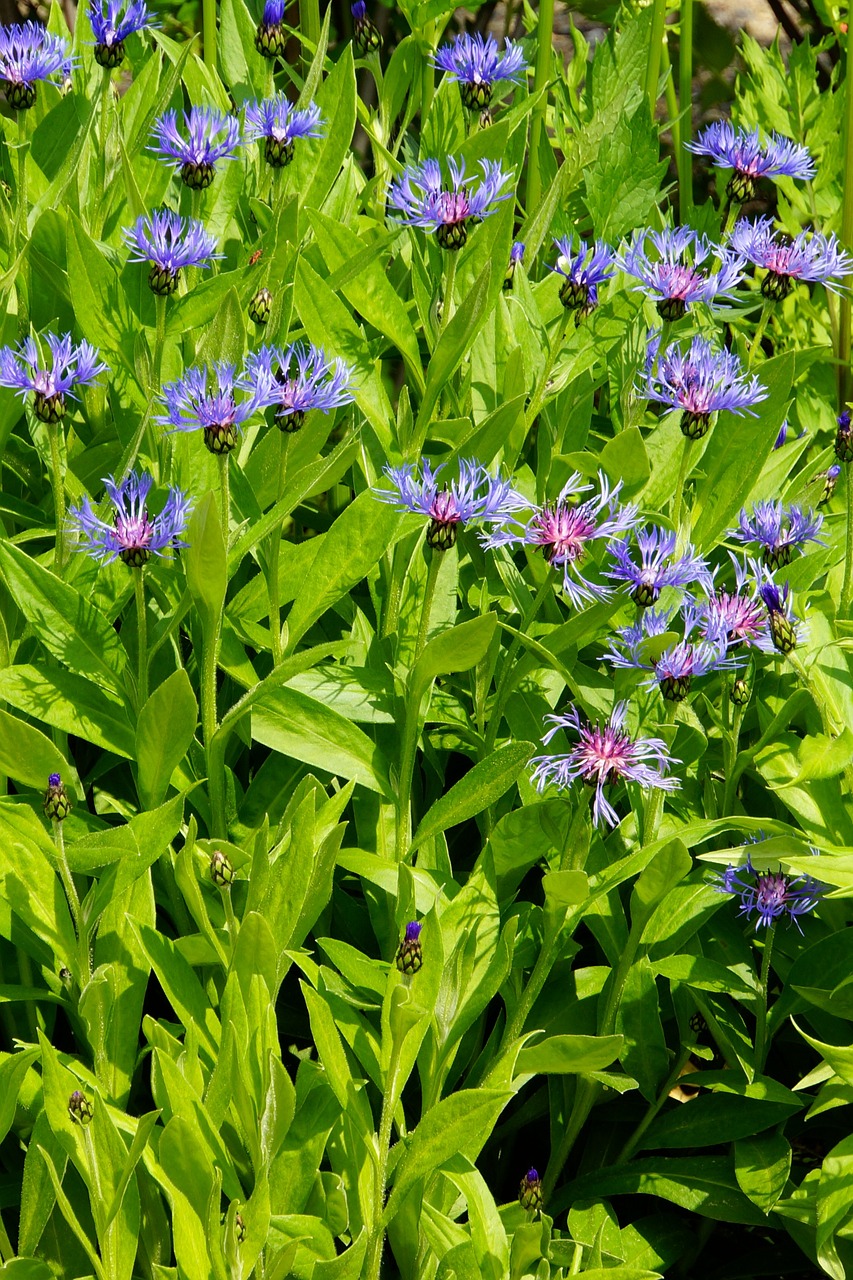cornflower flowerbed blue flowers free photo