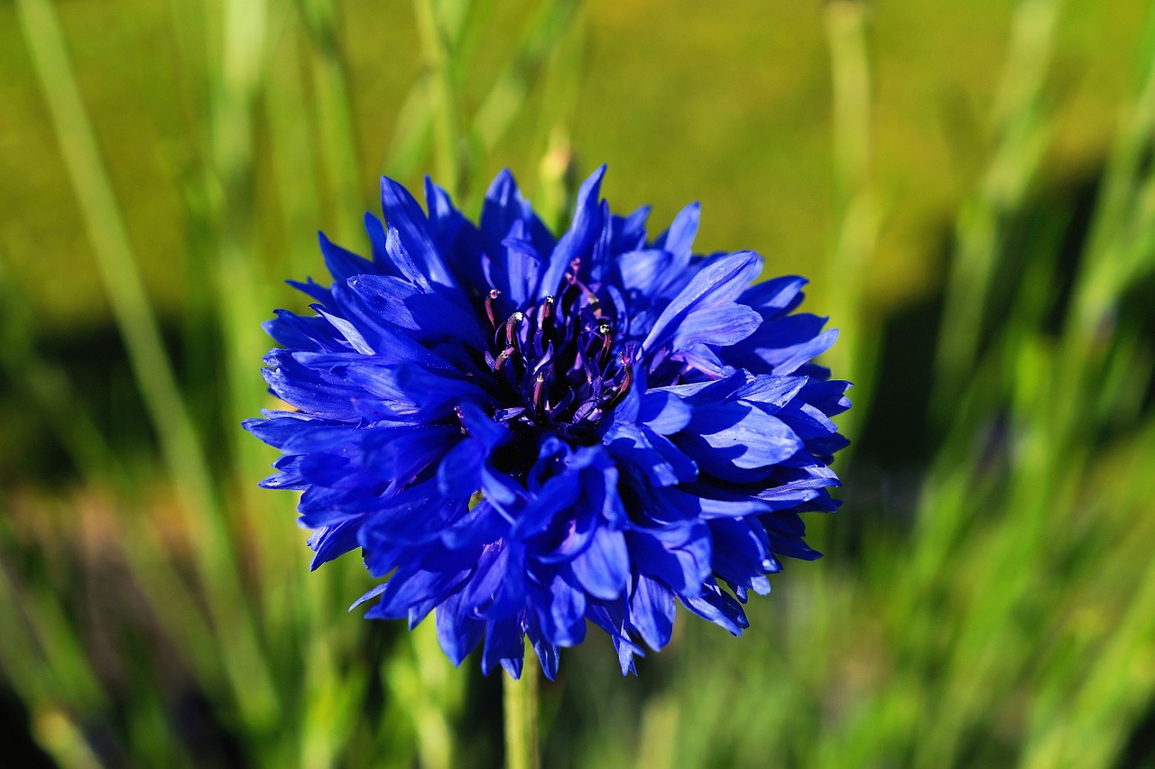 cornflower blossom bloom free photo