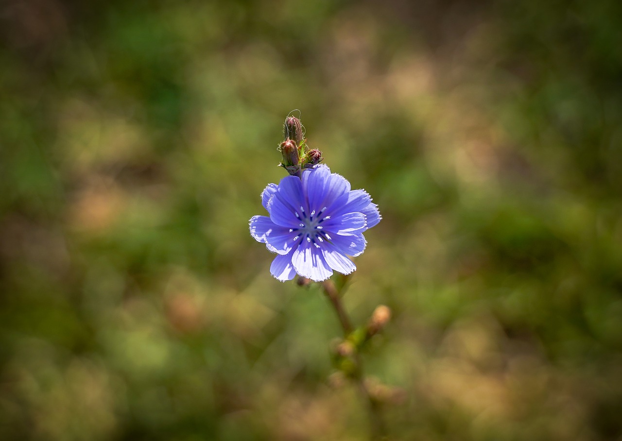 cornflower  macro  meadow free photo