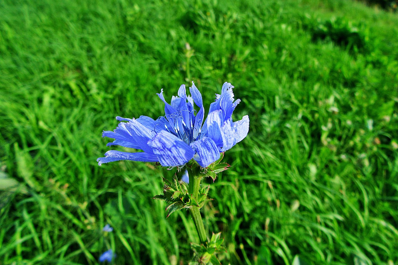 cornflower  blue  summer free photo