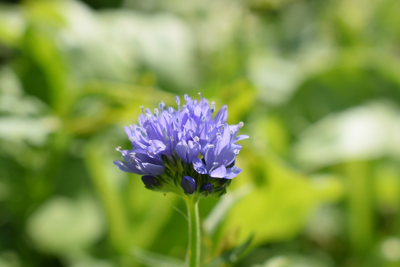 cornflower  blue  nature free photo