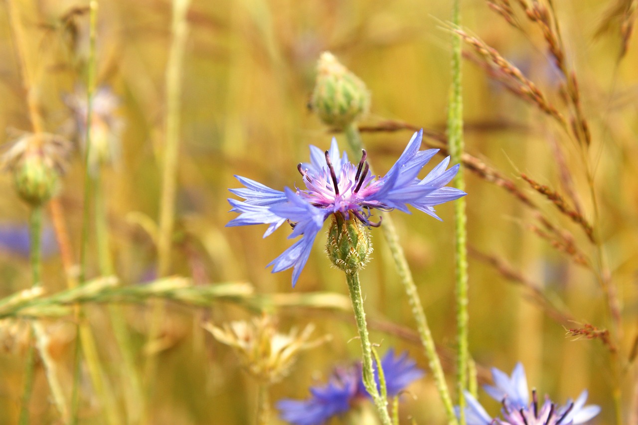 cornflower field cereals free photo