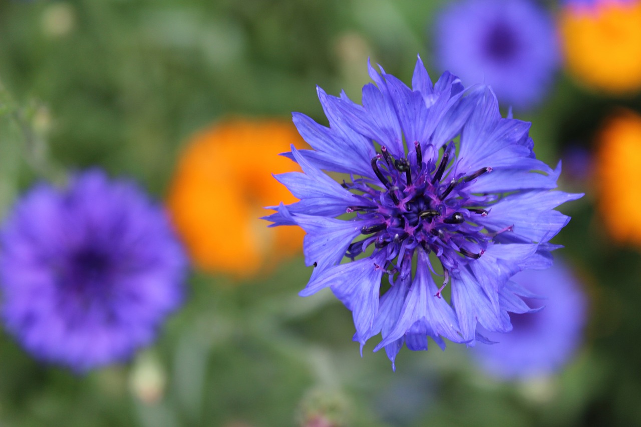 cornflower  blossom  bloom free photo