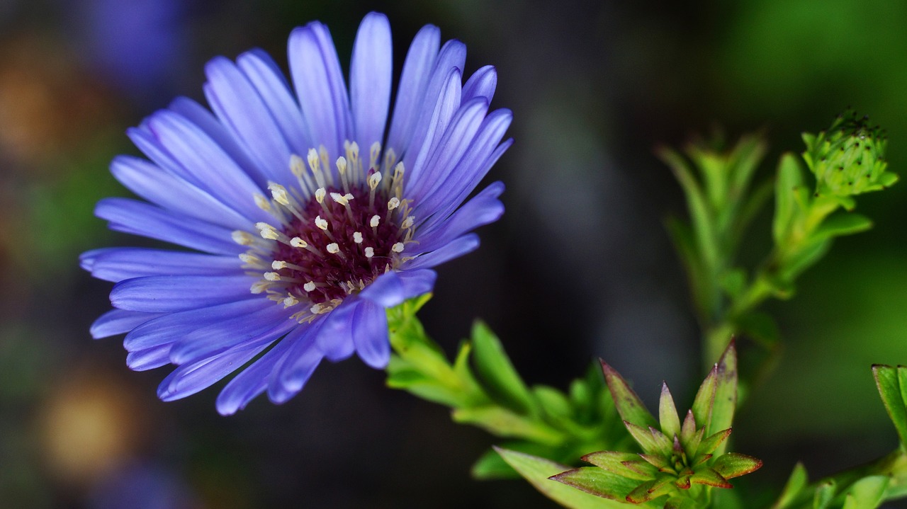 cornflower  blossom  bloom free photo