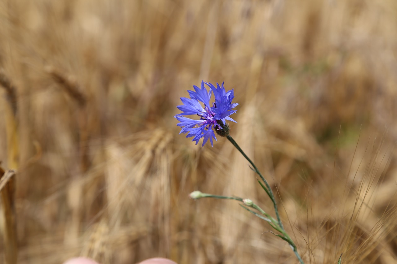 cornflower cornfield field free photo