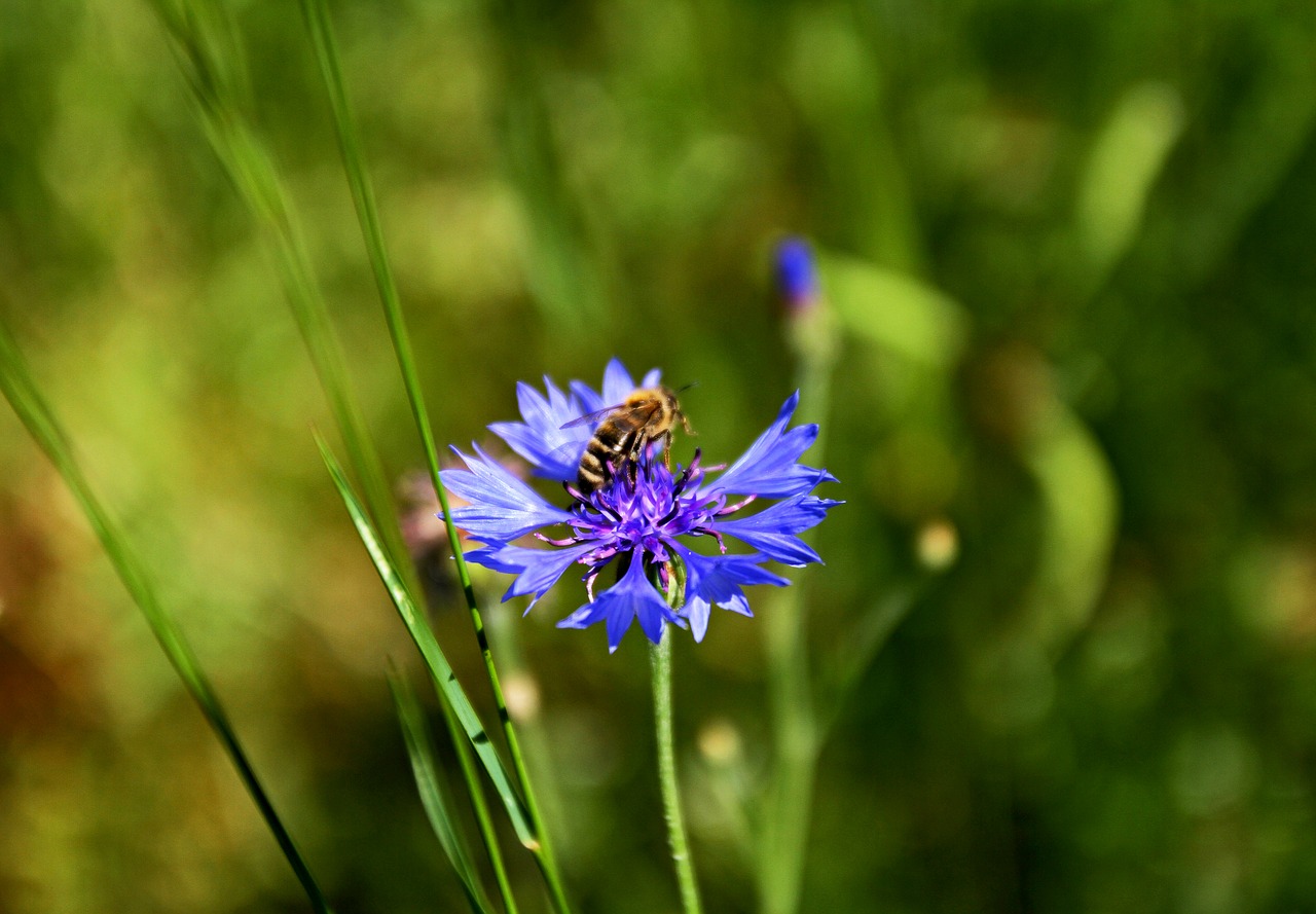 cornflower  nature  bee free photo