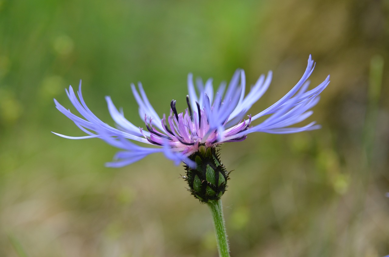 cornflower  blossom  bloom free photo