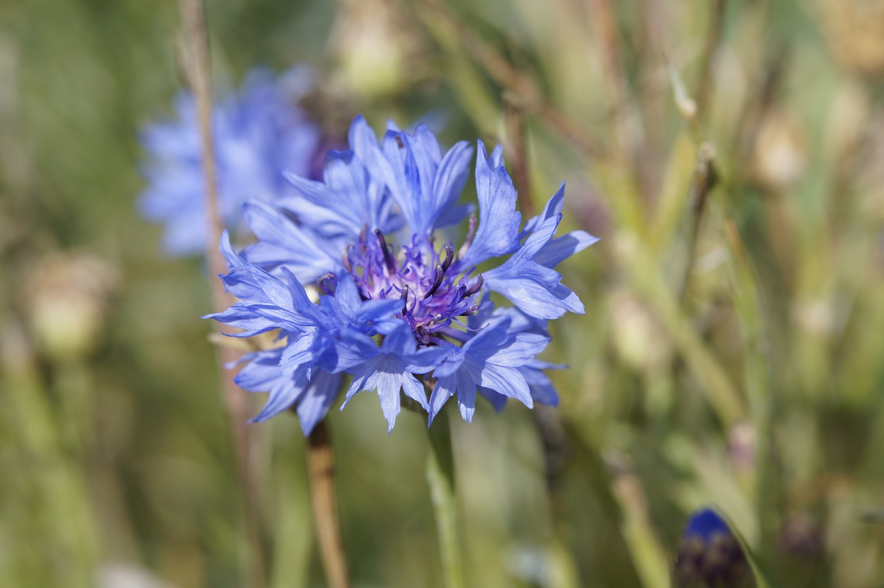 cornflower blue blossom free photo