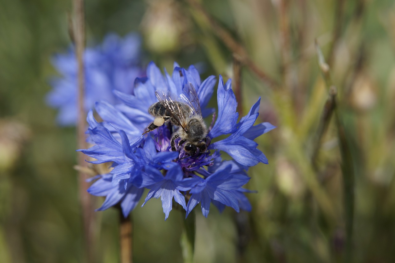 cornflower bee blue free photo