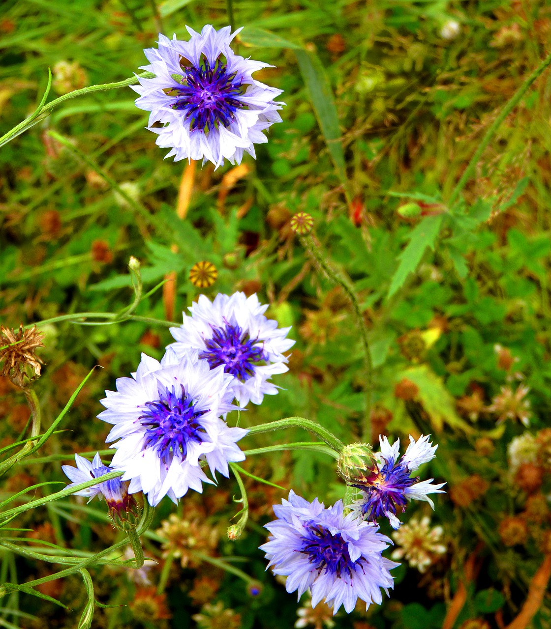 cornflower  flower  flowers free photo