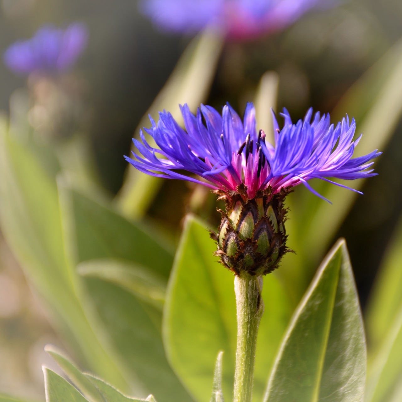 cornflower  garden  nature free photo