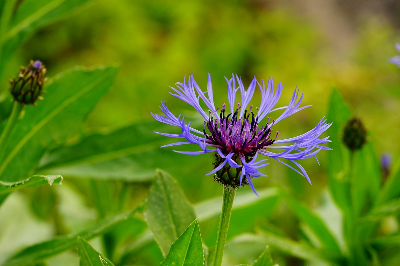 cornflower  flower  nature free photo