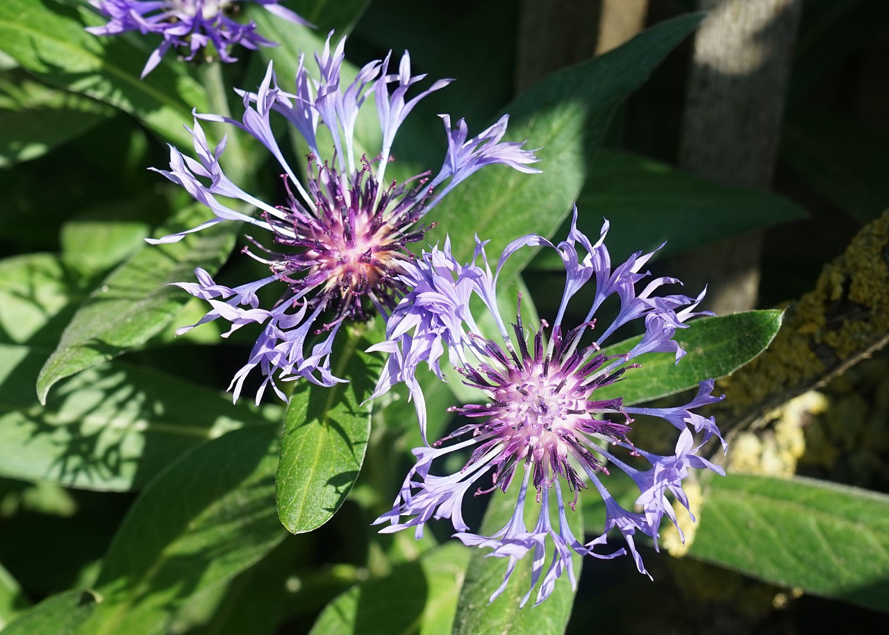 cornflower  flower  nature free photo