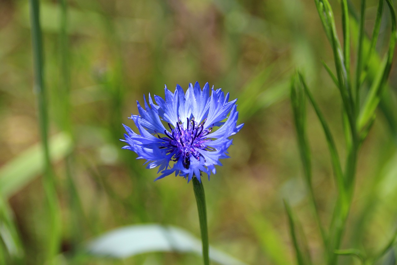 cornflower  blossom  bloom free photo