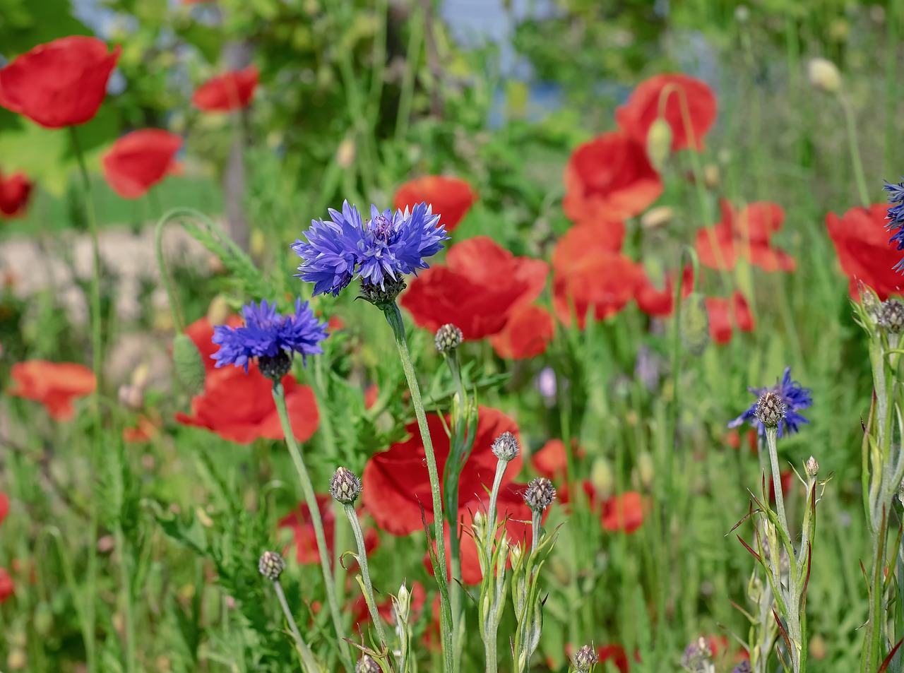 cornflower  blossom  bloom free photo