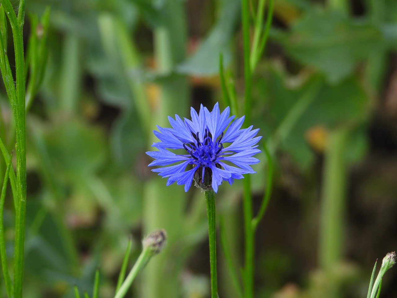 cornflower  a flower of the field  field free photo