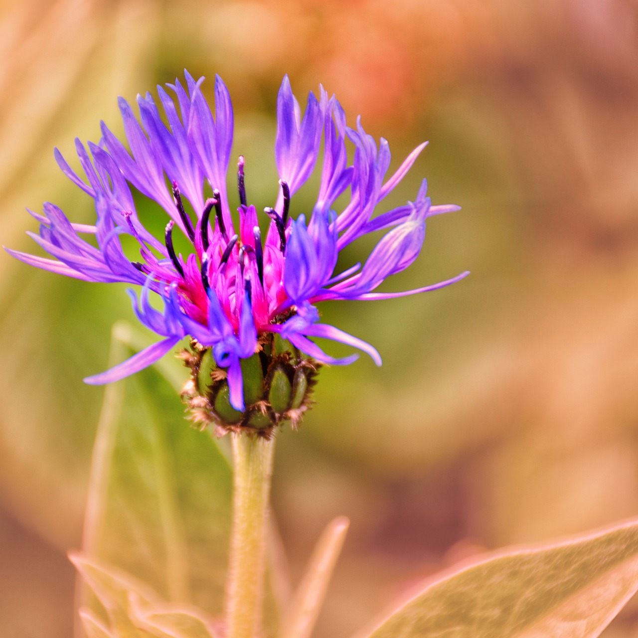 cornflower  nature  plant free photo