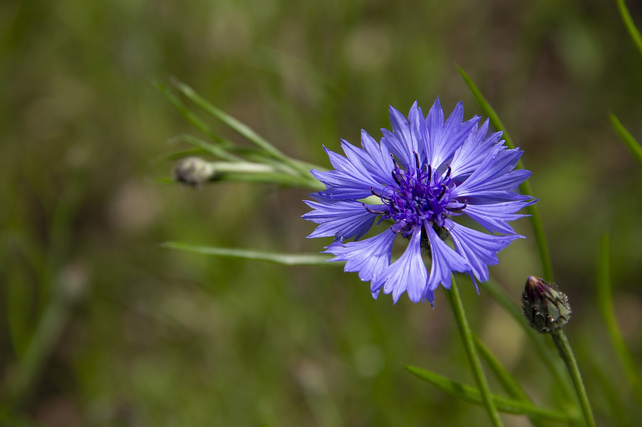 cornflower  flower  blue free photo