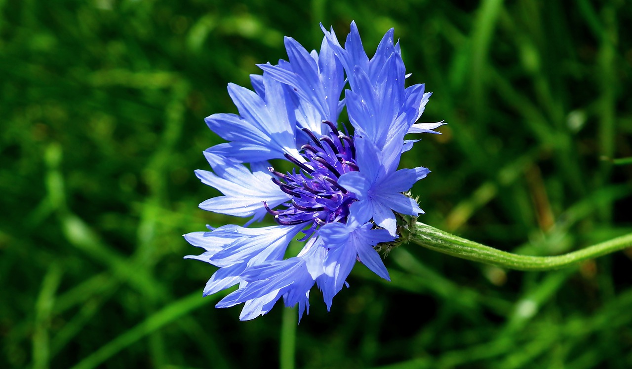 cornflower  flower  field free photo