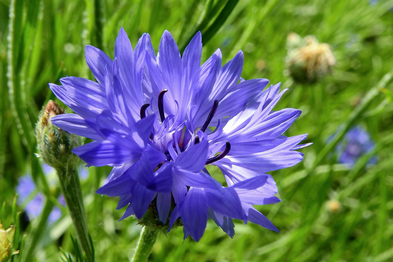 cornflower  bluebottle  blue free photo