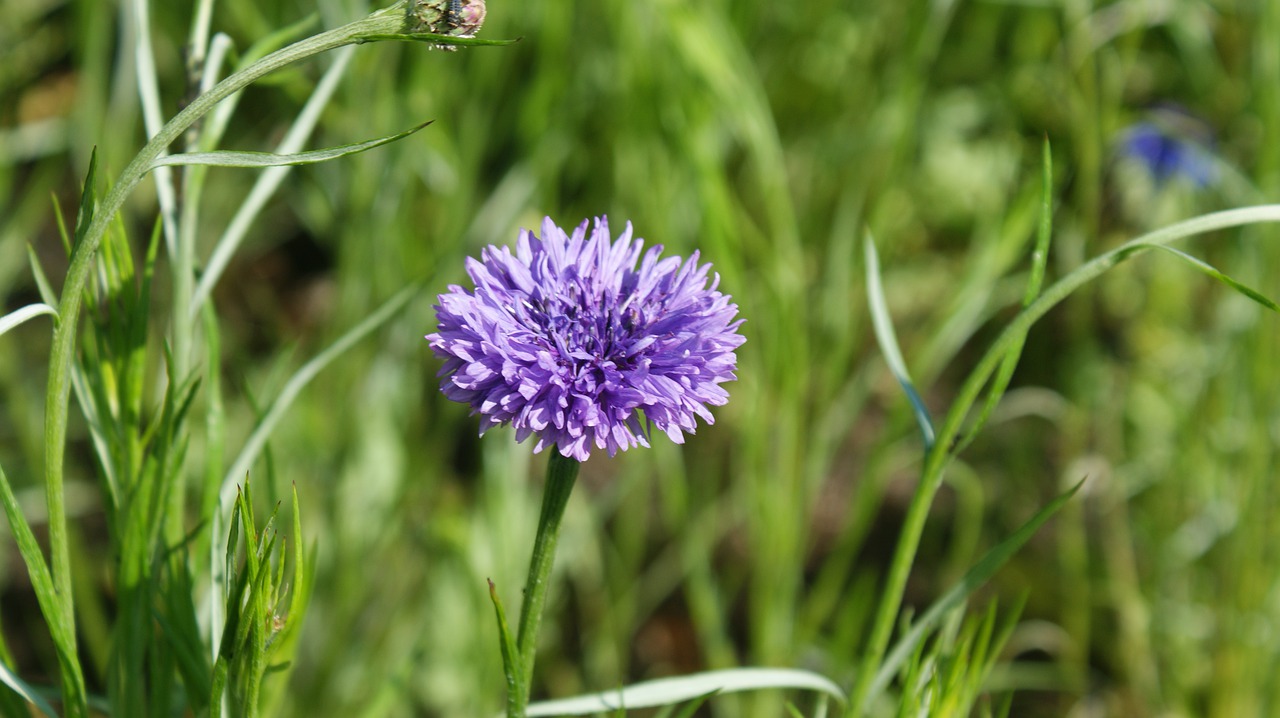 cornflower  purple  lilac free photo