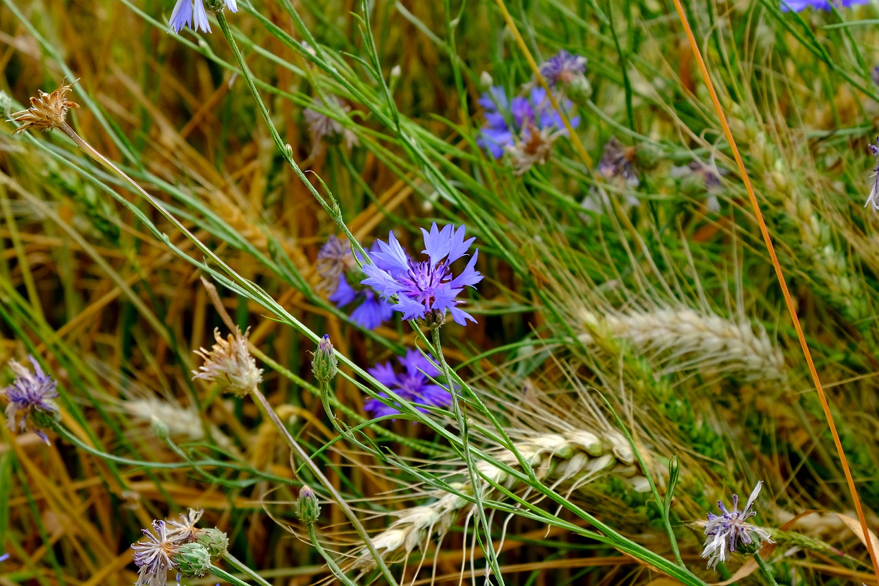 cornflower  flower  meadow free photo