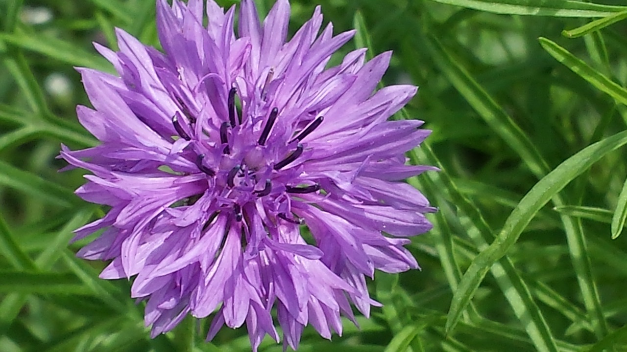 cornflower purple flower free photo