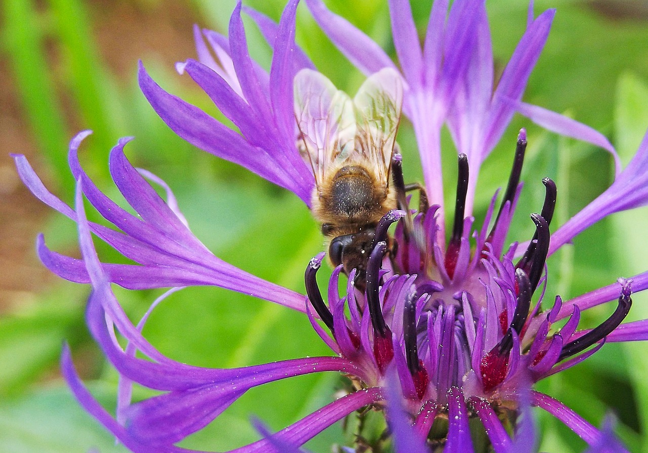 cornflower bee meadow free photo