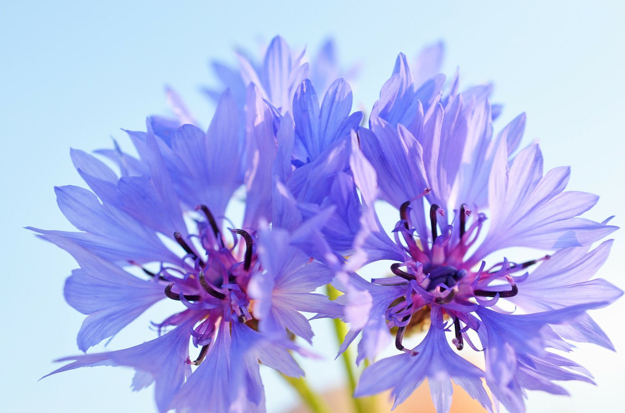cornflower blue violet free photo