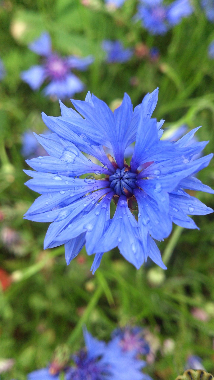 cornflower blue flower free photo